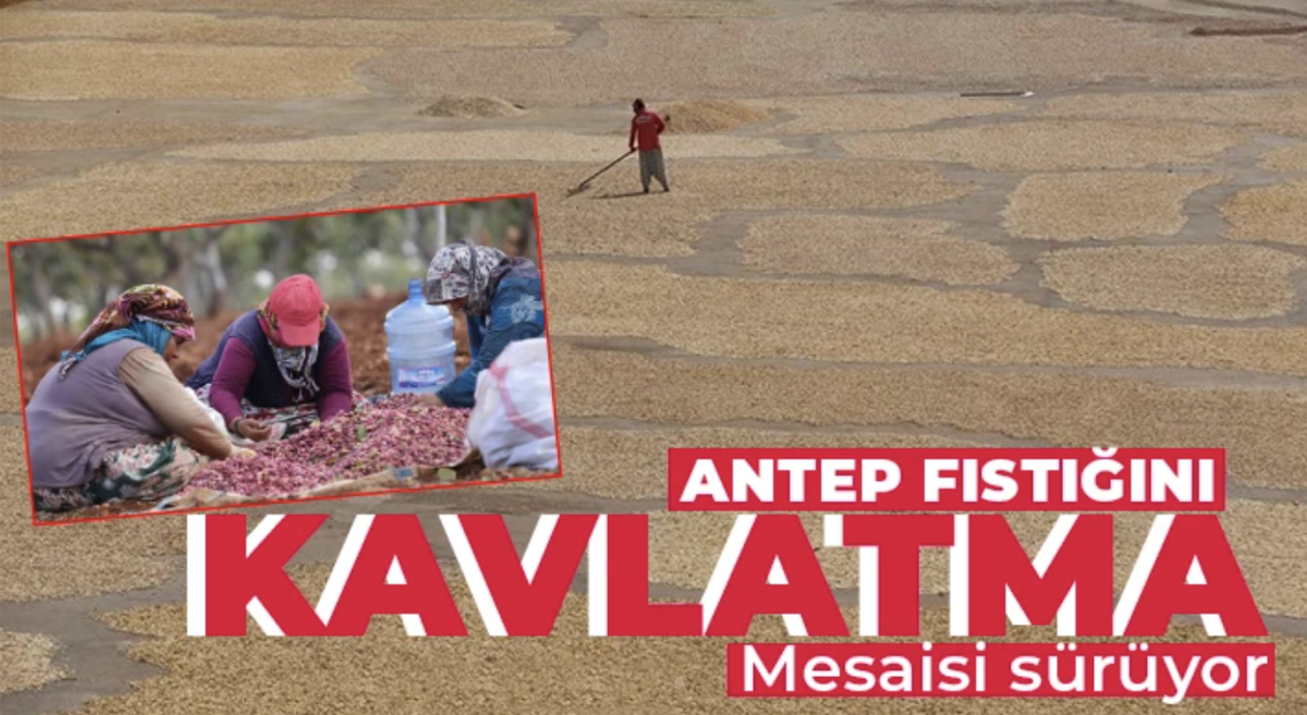 Antep fıstığını kavlatma mesaisi sürüyor