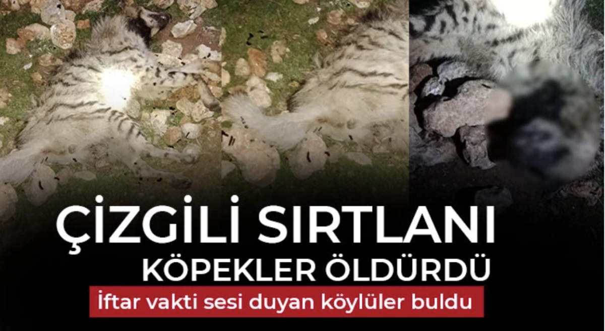 Çizgili Sırtlanı köpekler öldürdü 