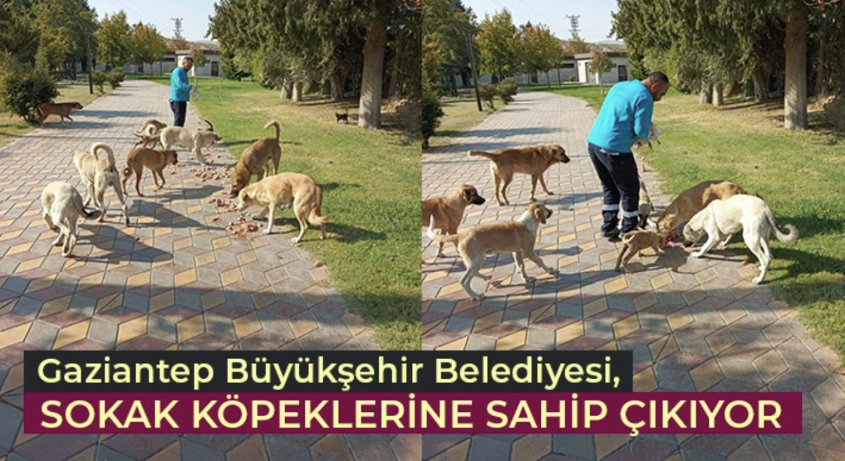 Gaziantep Büyükşehir Belediyesi, Sokak Köpeklerine Sahip Çıkıyor