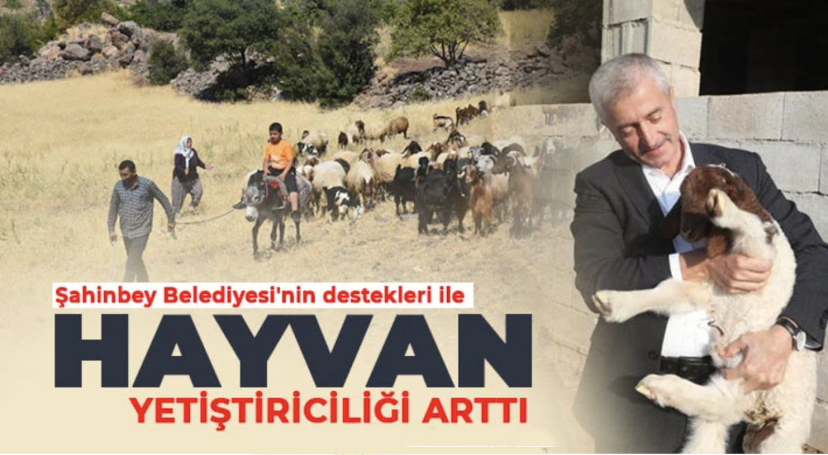 Şahinbey Belediyesi'nin destekleri ile hayvan yetiştiriciliği arttı