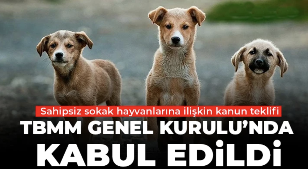 Sahipsiz sokak hayvanlarına ilişkin kanun teklifi TBMM Genel Kurulu’nda kabul edildi