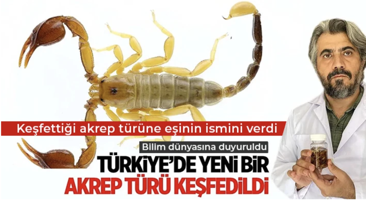 Türkiye'de yeni bir akrep türü keşfedildi