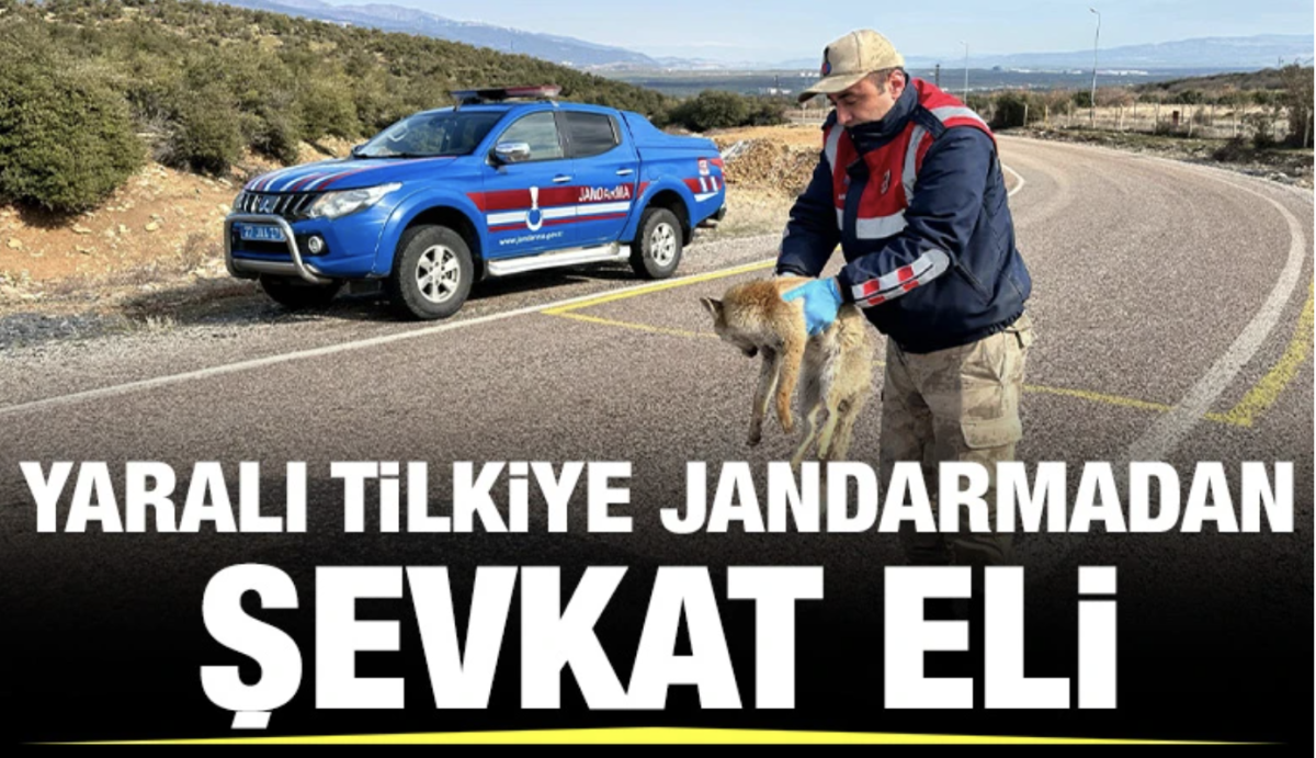 YARALI TİLKİYE JANDARMADAN ŞEVKAT ELİ