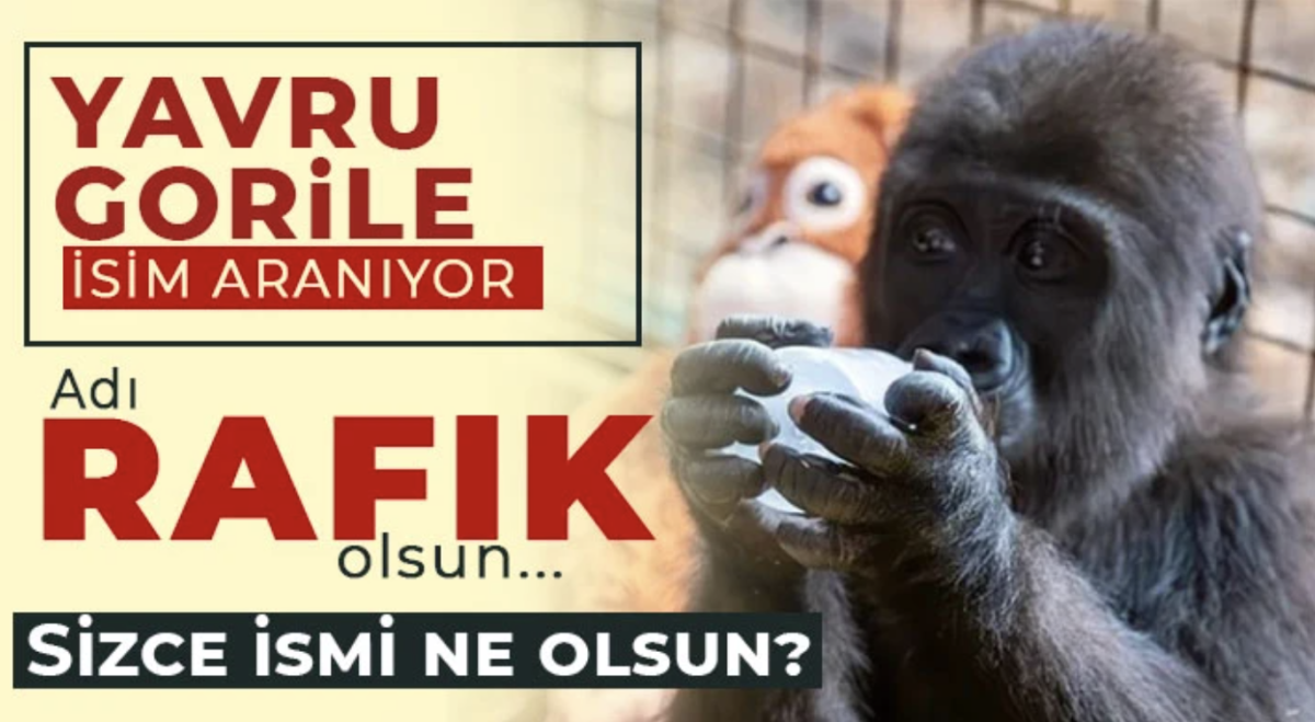 Yavru gorile isim aranıyor 